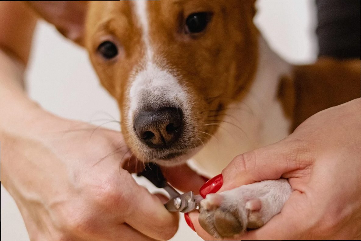 nail clipping, pet grooming, nature, pet, dog, pet salon, animal, groomer, pet care, canine