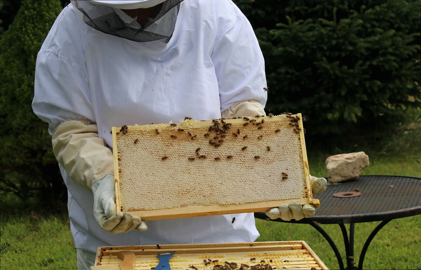 Beekeeper in protective gear examining honeybee hive frame outdoors on a sunny day.
