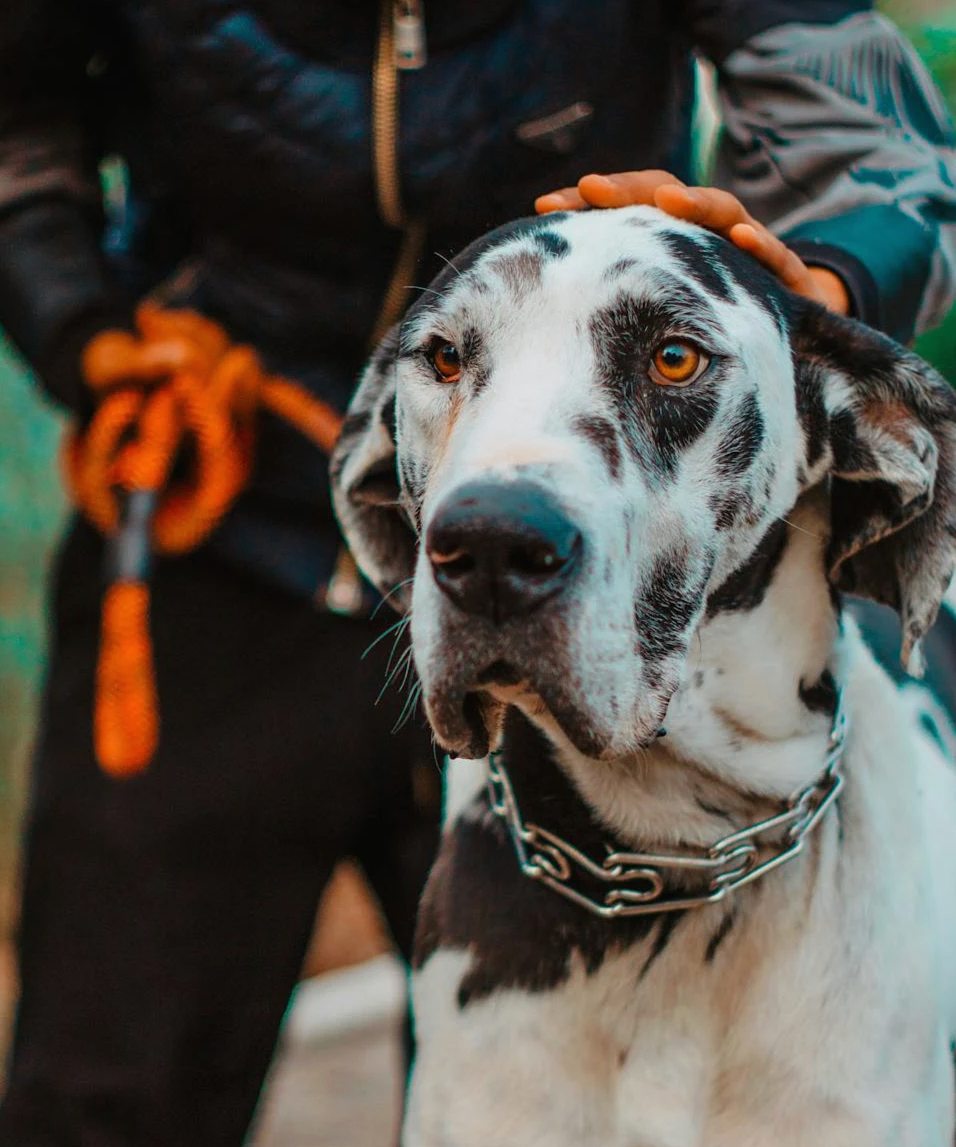 A striking harlequin Great Dane on a leash lovingly petted by a person outdoors.