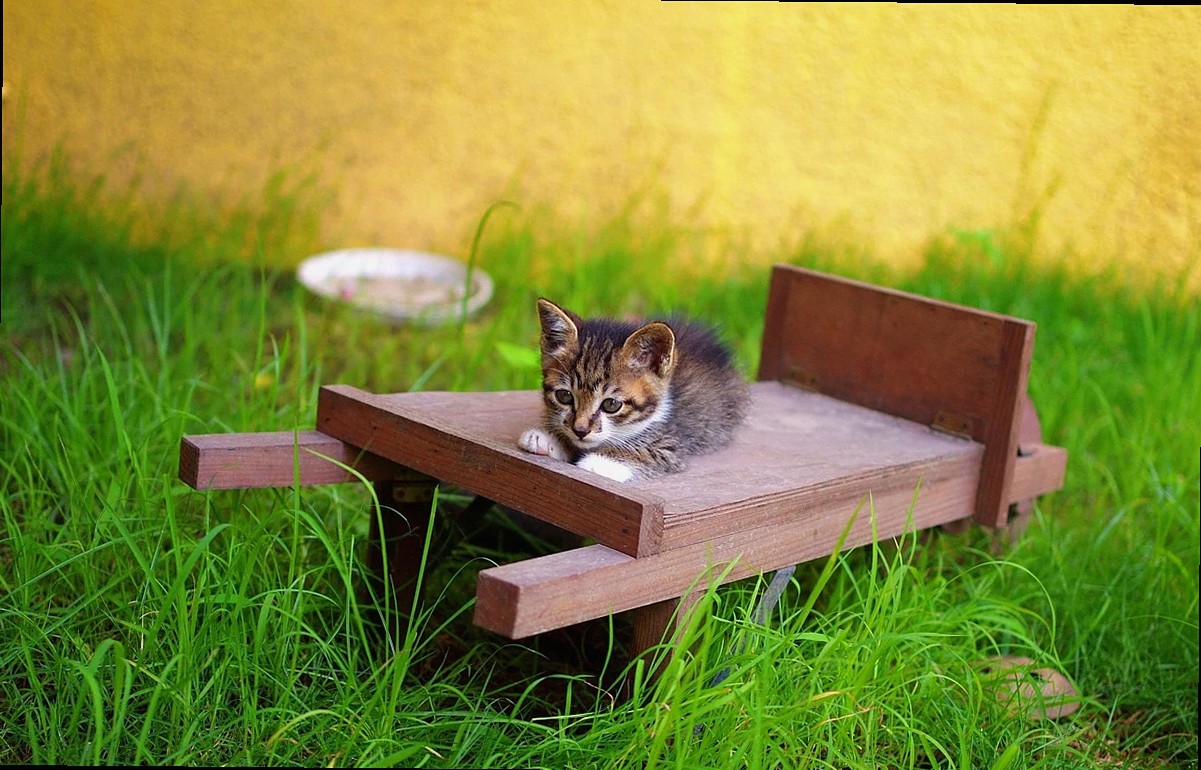 xiamen, kitten, bed and breakfast, xiamen, xiamen, xiamen, xiamen, xiamen